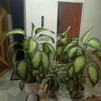 گل آپارتمانی