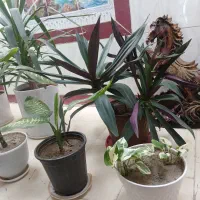 گلهای سرحال وشاداب.