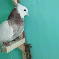 کبوتر طوقی|پرنده|مشهد, عبادی|دیوار