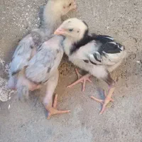 جوجه لاری