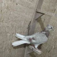 کفتر دم سفید جوجه|پرنده|نیشابور, باغرود|دیوار