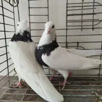 طوقی پرشی میل بازیکن معاوضه با دمگیر|پرنده|اصفهان, براآن شمالی|دیوار