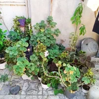 گل و گیاه طبیعی|گل و گیاه طبیعی|یاسوج, |دیوار