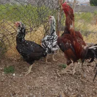 تخم‌مرغ‌لاری‌(اصل‌)|حیوانات مزرعه|اردبیل, |دیوار