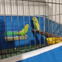 فروش فوق العاده مرغش مولد با جوجه|پرنده|شهرکرد, |دیوار