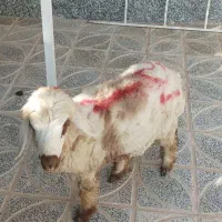 بره کهره مرغ و خروس