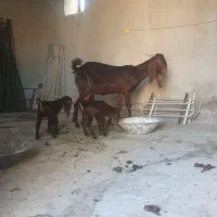 بز دوقلو|حیوانات مزرعه|سیوان, |دیوار