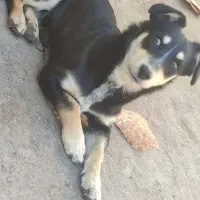 سگ پاکوتاه|سگ|مشهد, رده|دیوار