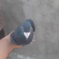 کبوتر پلاکی|پرنده|یزد, |دیوار