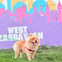 سگ چاو چاو|سگ|ارومیه, |دیوار