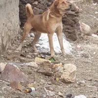 واگذاز سگ عراقی