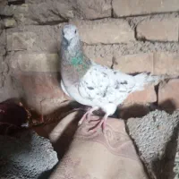 فروش کبوتر نر