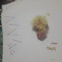 فروش ویژه عروس هلندی|پرنده|شیرگاه, |دیوار