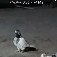 کفتر|پرنده|کوهدشت, |دیوار