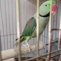 گمشده شاه طوطی
