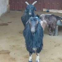 بز آبستن رو مایه|حیوانات مزرعه|مرودشت, مختارآباد|دیوار