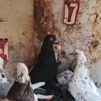 کفتر
