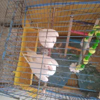 یک جفت عروس هلندی آلبینو|پرنده|کهنوج, |دیوار