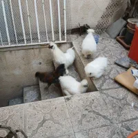 مرغ خروس ابریشمی و جوجه|حیوانات مزرعه|تبریز, |دیوار