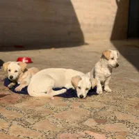 واگذاری توله سگ اشپیتز