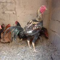 فروش خروس