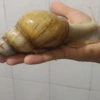 حلزون