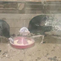 بوقلمون|حیوانات مزرعه|مشگین شهر, |دیوار