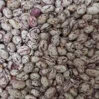 لوبیا‌ چیتی‌ اصل‌ برای‌ بذر