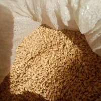 گندم فرمز محلی