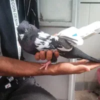 سینه سیاه اصیل