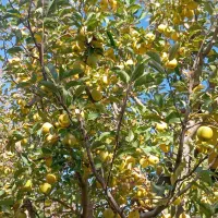 سیب تازه از درخت سفید و قرمز موجود|خوردنی و آشامیدنی|نوشین شهر, |دیوار