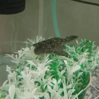 گربه ماهی یا لجن خوار|ماهی|مشهد, تلگرد|دیوار