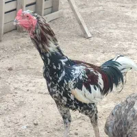 فروش مرغ وخروس