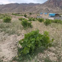 باغ انگوریاقوتی