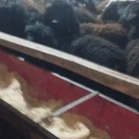 گوسفندنر|حیوانات مزرعه|لیلان, |دیوار