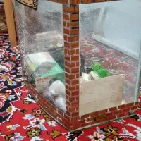 اکواریوم+وسایل|ماهی|کاشان, فاز ۱ ناجی آباد|دیوار