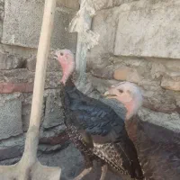 سلام 2بوقلمون ماده
