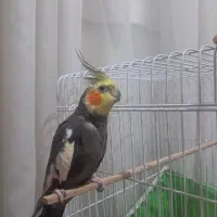 عروس هلندی بالغ