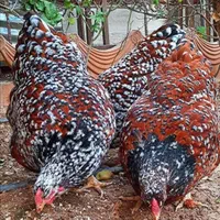 تخم مرغ نطفه دارازنژادهای زینتی وکمیاب|حیوانات مزرعه|تهران, خاوران|دیوار