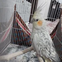 عروس هلندی|پرنده|نصر آباد, |دیوار