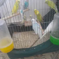 مرغ‌عشق‌خونگی