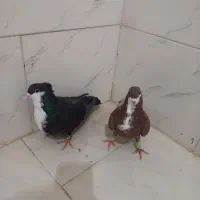 کبوتر|حیوانات|یزد, |دیوار