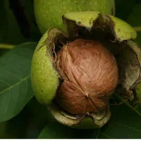 گردو ارگانیک طارم