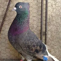 کفتر زاغ دم سفید کاکل نر