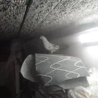 کفتر فروشی|پرنده|اردکان, |دیوار