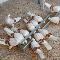 کبوتر نباتی|پرنده|دورود, |دیوار