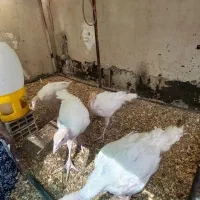 جوجه بوقلمون بیوتی