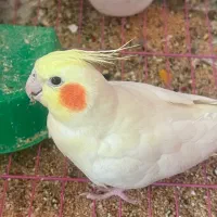 عروس لوتینو تازه دونخور