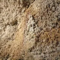 اجاره سوئیت