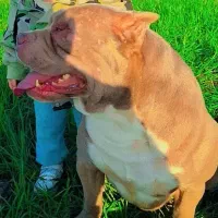 توله امریکن پیت بول|سگ|تهران, سعادت‌آباد|دیوار